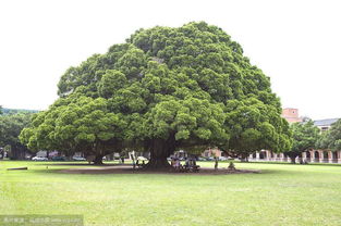 空调出风口，榕树的禁忌之地？