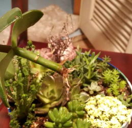 施肥不当，植物营养不良