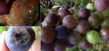 百菌清，真的有这么厉害吗？