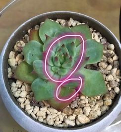 多肉上的介壳虫怎么办？如何彻底清除
