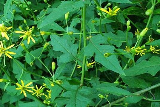 多菌灵对茄子有副作用吗？