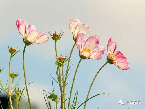友谊之花，你选对了么