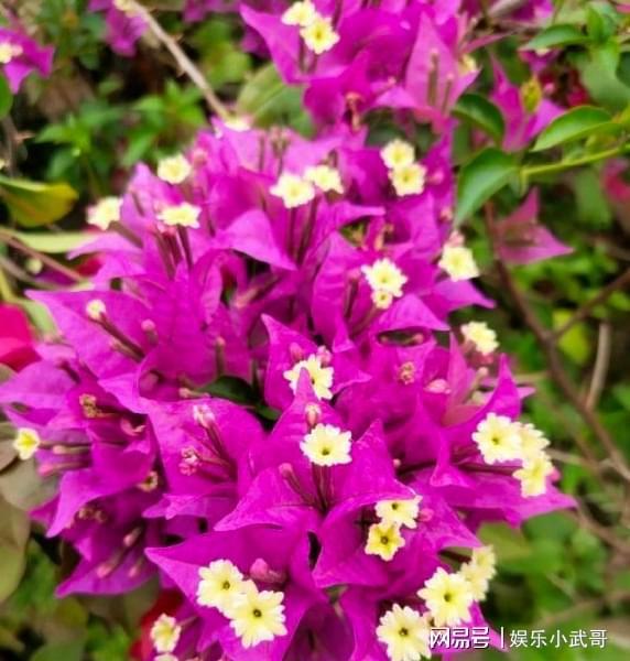 南方养花， 挑战多多