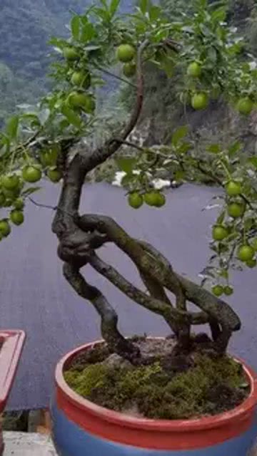 家中为何不宜种金弹子？果实有毒