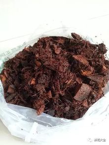 兰花种植：腐叶土与椰壳之争