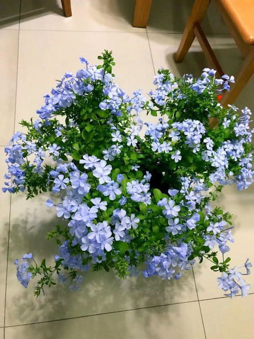蓝雪花养出爆盆效果