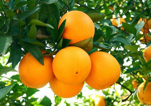 哎呀，喷药出大事了怎么办呀？