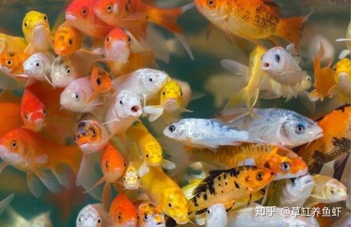 观赏鱼养殖指南：如何轻松养护你的小观赏鱼？
