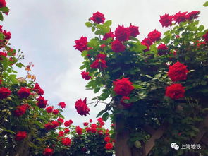 南方四月，赏花指南