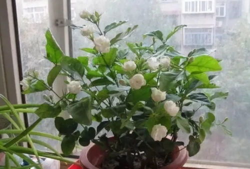 茉莉花换盆技巧：巧妙剪根，打造爆款花卉！