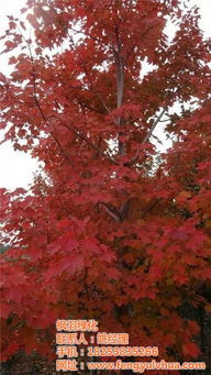 秋火焰红枫