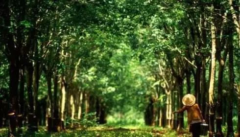 选择草种的三个关键