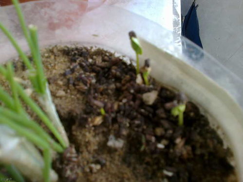 草种速成记：揭秘7天内发芽的神奇草种