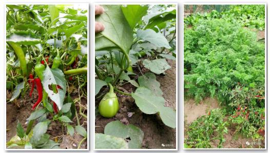 张师傅的“摇铃判断法”