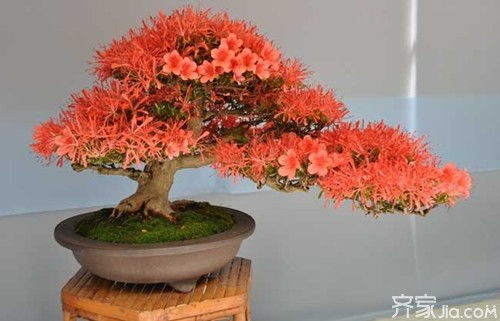 杜鹃花修剪方法图解中，如何根据不同品种调整修剪技巧
