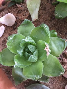 多肉植物养护，如何让叶片饱满