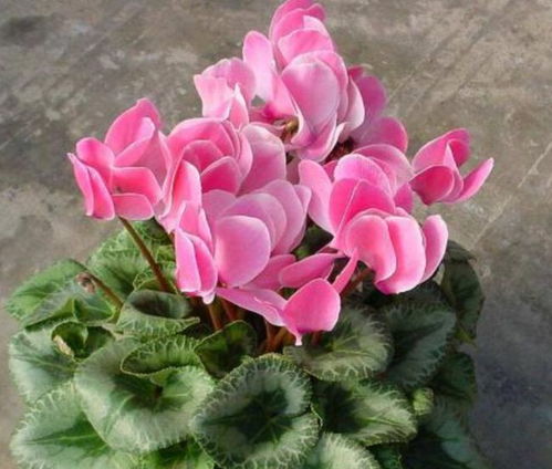 种球度夏，彳艮关键