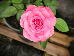 阴雨天气， 月季生长受影响