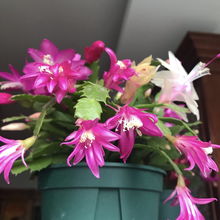 北阳台养护的子持开花率是南向窗台的3倍！实测数据揭秘：