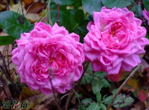 尚塔尔托马斯月季，美得像童话里的花