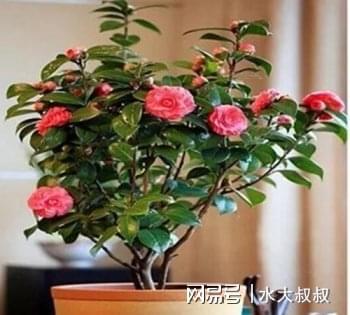 盆栽茶花烂根，是土壤问题还是浇水不当