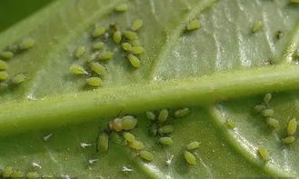 80吡虫啉， 名字听起来就厉害