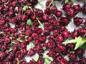 这个乡村人种的花品种是啥？它的忒别之处在哪里？