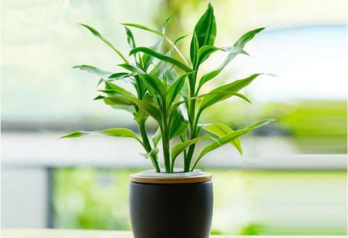 富贵竹：富贵吉祥的象征