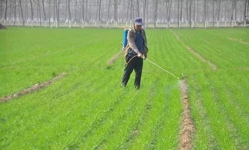 安徽众邦小麦田除草剂大揭秘