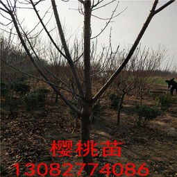 樱桃树嫁接选什么砧木好？这几种砧木值得试试
