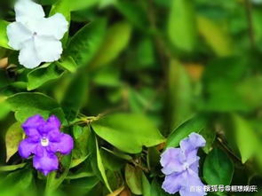 上海双——居然是这种花？