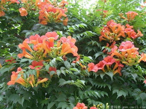 修剪后的注意事项