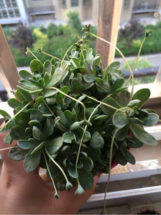 花卉绿植叶子发黄，是缺钙了吗