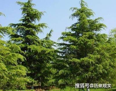 雪松与松树：它们的奥秘与差异