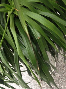 福州植物园的对比实验显示， 梗换透气基质后新根萌发速度加快58%，叶色恢复周期缩短至21天