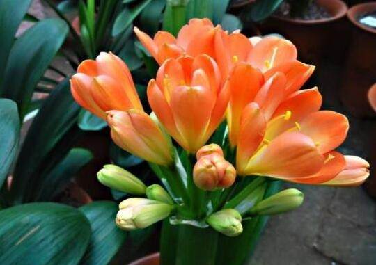 施肥：适量，不要过量