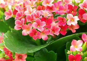 小编观点：养花这事吧， 说白了就是「三分靠品种，七分靠懒养」