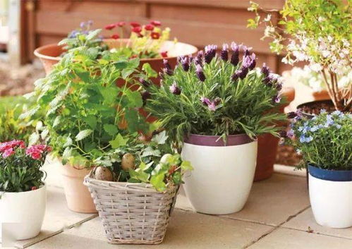 阳台族的福音：微型月季