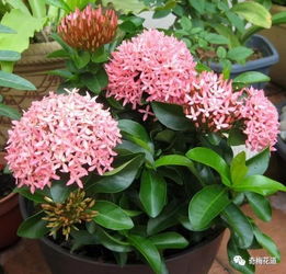 土壤篇：松软透气，梅花爱这样