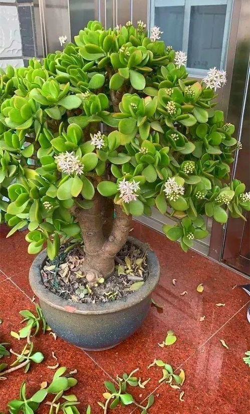 玉树的光照与肥料