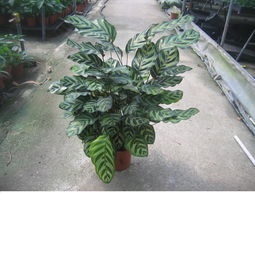 孔雀竹芋绽放，花美图赏爆品花卉