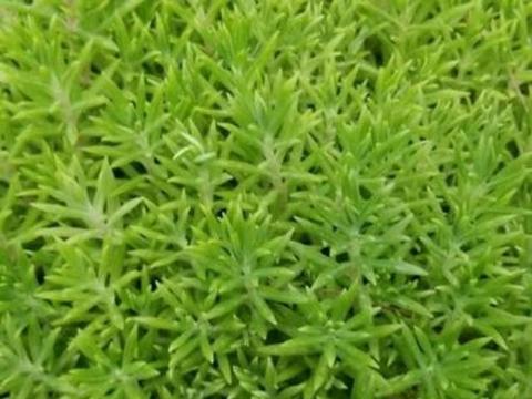 夏天垂盆草养护小贴士