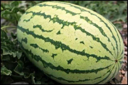 西瓜种植的最佳时间是什么时候？过早或过晚种植哪个更合适