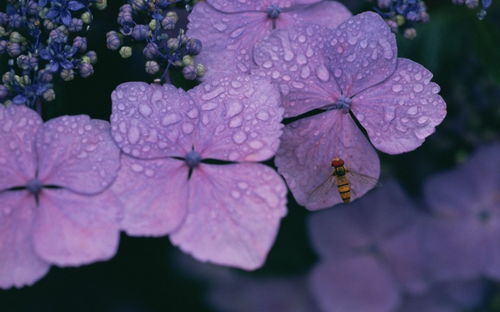 三七花的生长习性