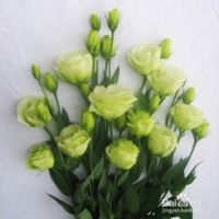 满天星鲜切花如何养护才能延长花期