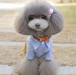 泰迪狗衣服什么牌子的好，气温降到多少度才开始给泰迪狗穿衣服呢？