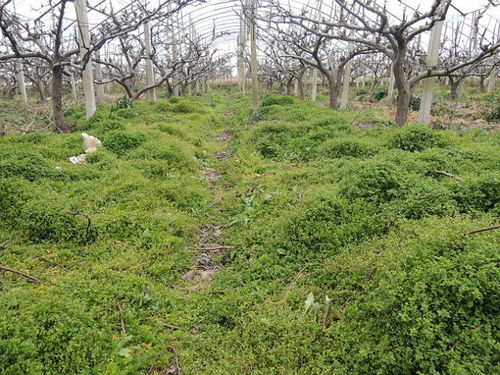 羊草的优势与种植管理