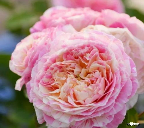 7. 紫月季：神秘的色彩