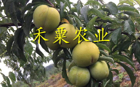 蜂糖李种植区域广吗？你家附近能种吗