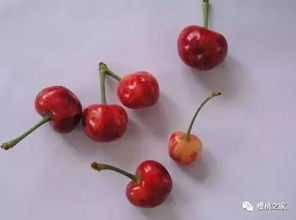 2. 樱桃叶片皱缩的原因及防治办法